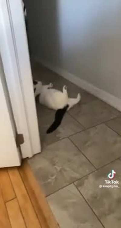 Classic cat move