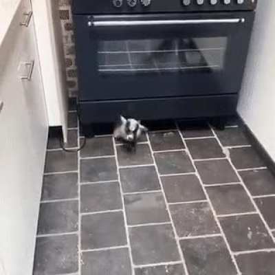 A weird rat