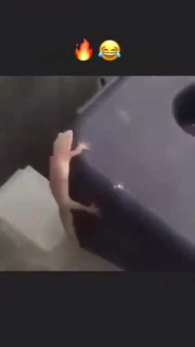 اسکیه ولی واقعا باید دید😂