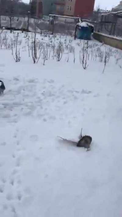 To Do A Backflip
