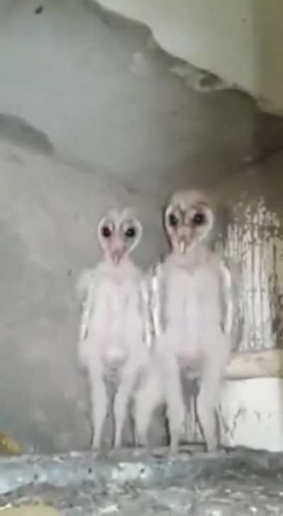 Baby Owls - This is why owls are mistaken for something alien.