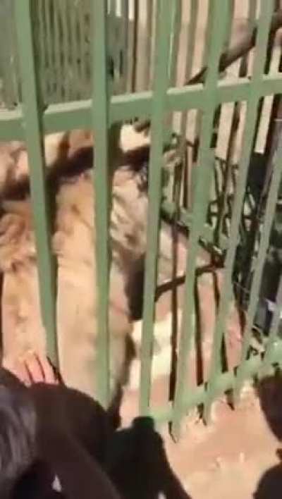 Maybe you should pet a smaller cat
