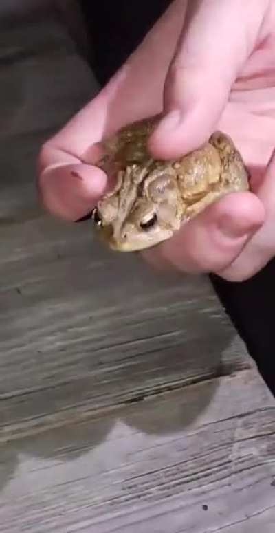 toad goes awol