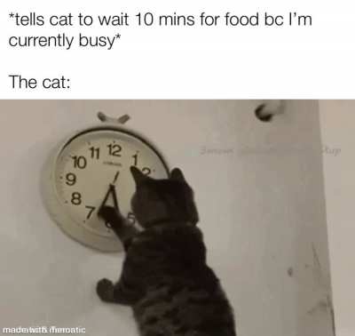 Smart kitty