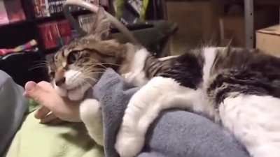 Cat bracelet
