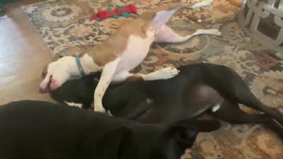 I think the new puppy&rsquo;s have Decided foreplay is their thing. God help me when the humping starts.