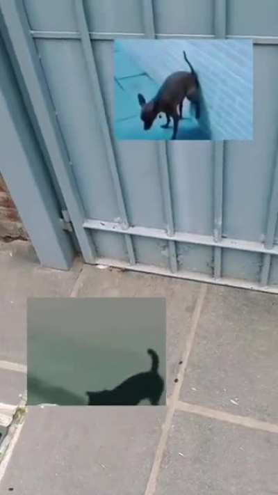 Cuidado con el perro 💩