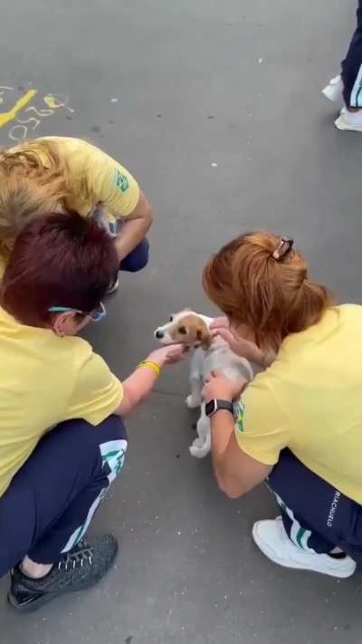 Doguinho dando amor e boa sorte pras meninas da gin&aacute;stica art&iacute;stica nas Olimp&iacute;adas 