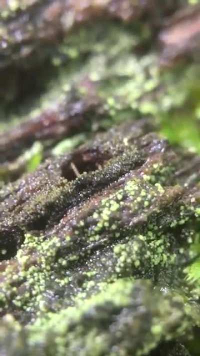 Shy little termites in an old log in the woods. Pope County, Southern Illinois [1:01]