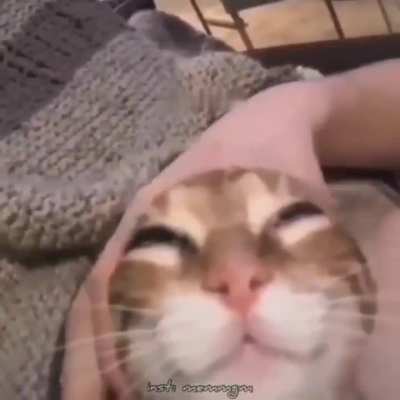 pussy