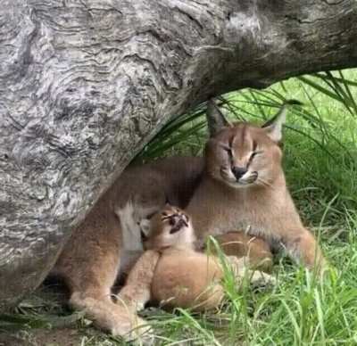 Baby caracal mimicking its mom, mom responds with a caressing lick on the ear