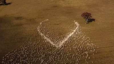 In 2021, an Australian farmer who couldn&rsquo;t attend his aunt&rsquo;s funeral laid out grain in the shape of a heart so that &ldquo;she could see it from the clouds.&rdquo;