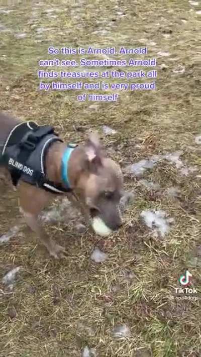 Meet Arnold. Arnold makes me cry with laughter every time i watch this video.