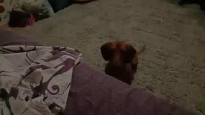 cute little pu-