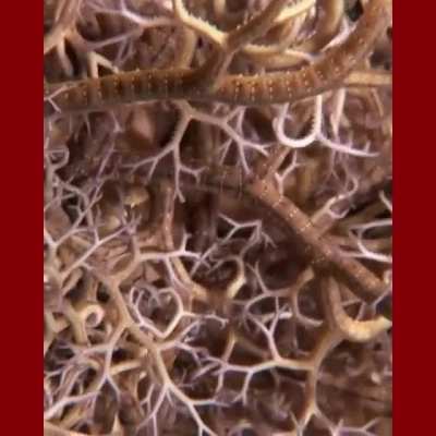 ð¥ Gorgon Head Starfish