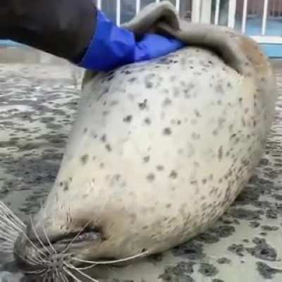 Abra&ccedil;o de foca
