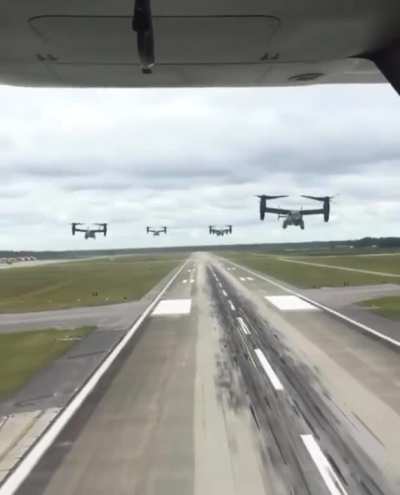 A flock of Osprey