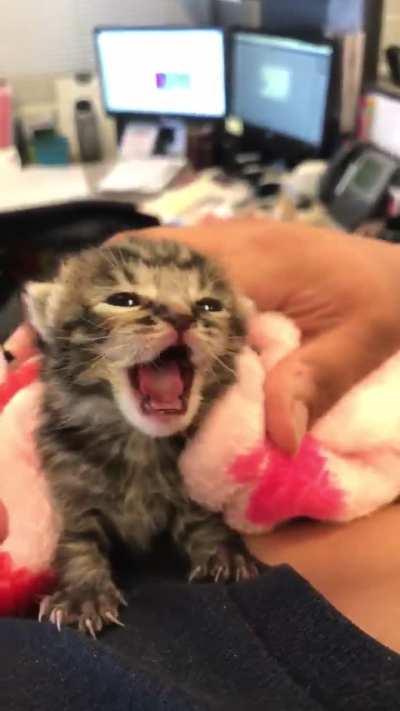 Ferocious! Lock him up ASAP!