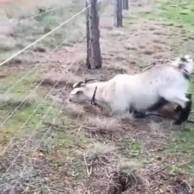 baaaaa