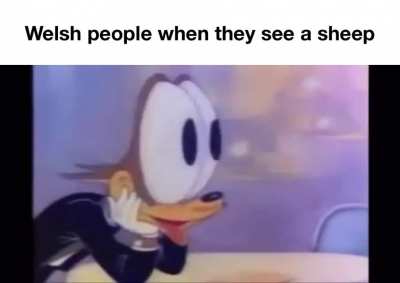 Cum in sheep