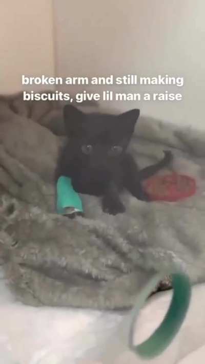 What's the song? (do mind the kitty)