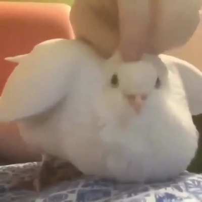 PAT that bird