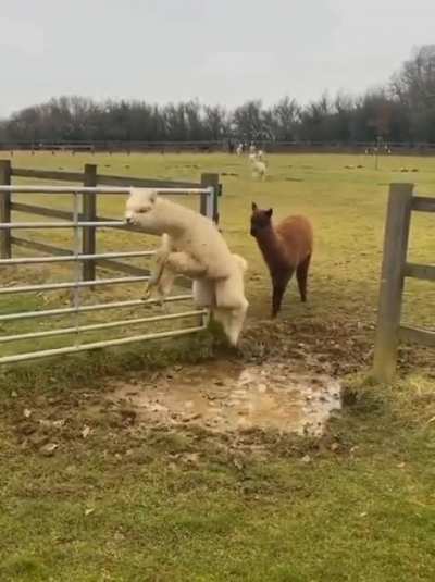 Alpacas jumping a puddle... wait for the swagger and style the last guy brought to the party!