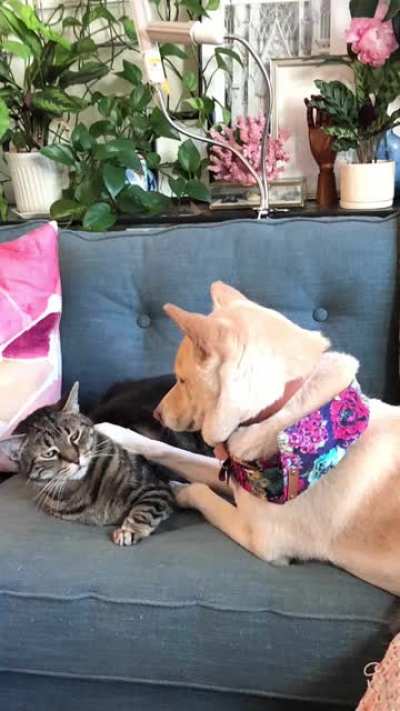 Please enjoy this slideshow of my cat&rsquo;s faces when my dog bothers him for attention