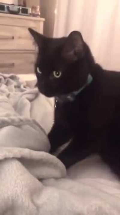 Cat slams into fan but with Half-Life sound effects