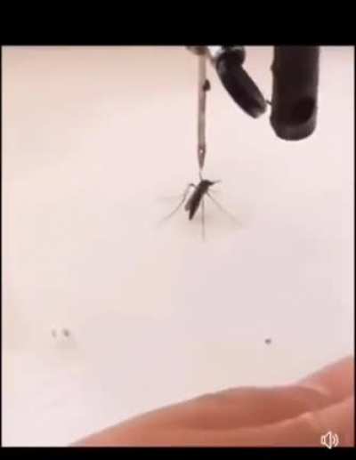 Blursed_revenge