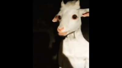 Goat fondling