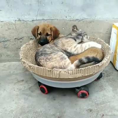 Sabah k&ouml;pek fotoğrafı atmıştım şimdi kedi ve k&ouml;pek videosu atıyorum