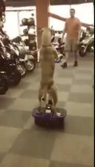 Why tf is it so funny when animals are doin shit they aren&rsquo;t supposed to 😂😂