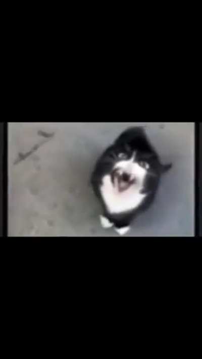 gato desmiolado