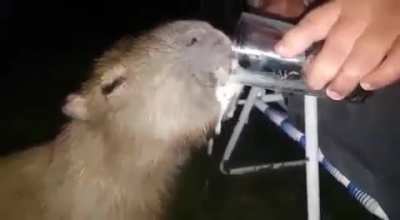 Drinking with a Capibara