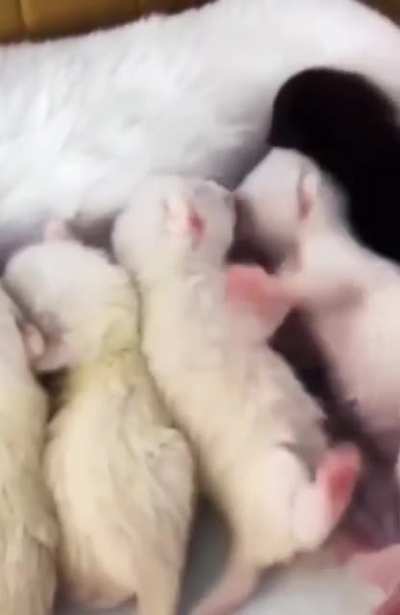 Mommy cat already facing with a sibling rivalry issue.
