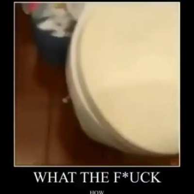 Rat
