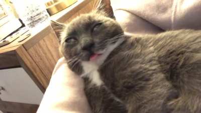Adopted a cat today, think he&rsquo;s broken...