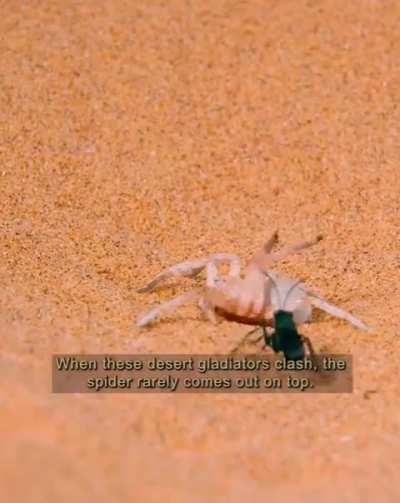 Por jugarle al bergas versi&oacute;n NatGeo