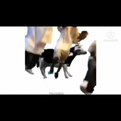 xd
