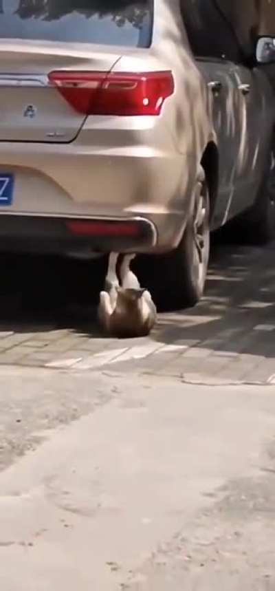 at&eacute; o gato malhando e vc ai vendo reddit dos viewers kkkkkkkkkk