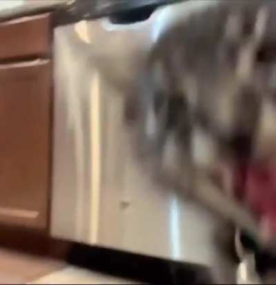 cAmErAmAn gEtS MaUleD tO dEaTh bY vIcIoUs pRedAtOr