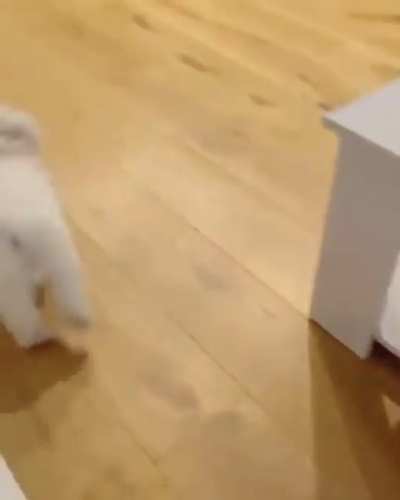 ZOOMIES straight into a SPLOOT