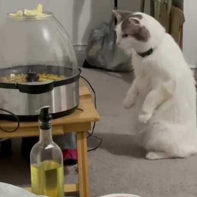 My cat's reaction to the popcorn machine