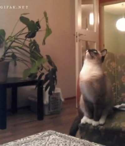 Attack!