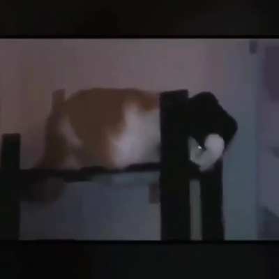Meowchal Jackson