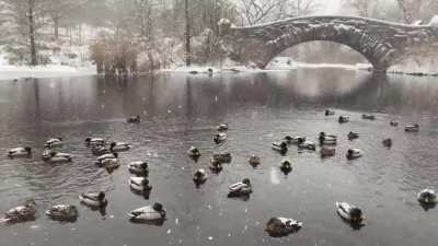 CP pond