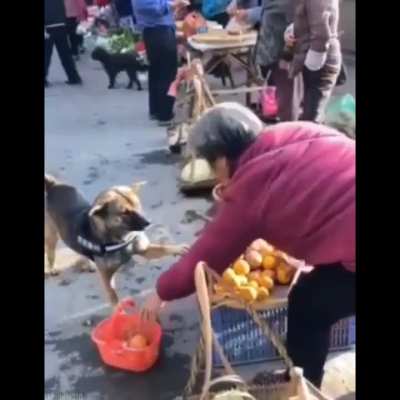 To scam a doggo