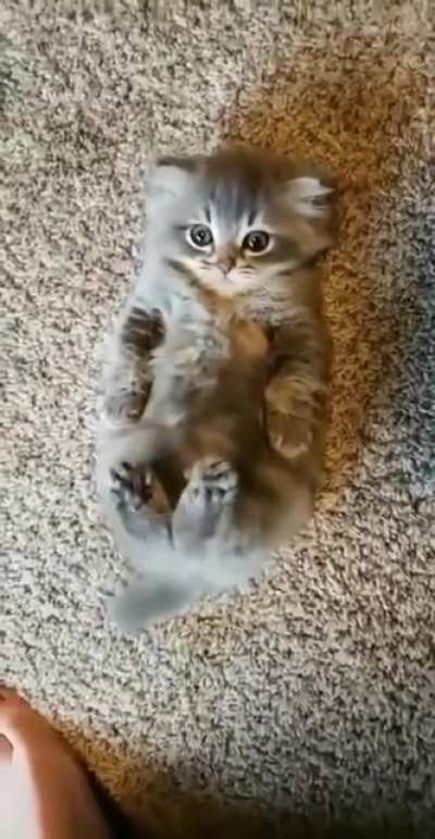 I demand more pets!