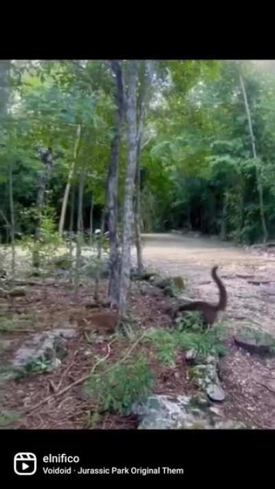 🦕